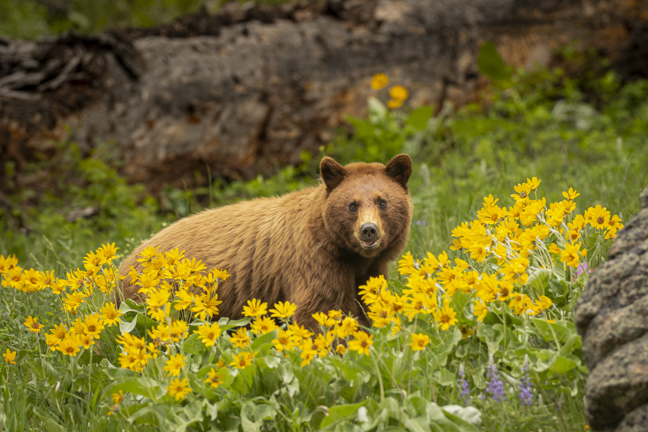 Yellowstone Bear