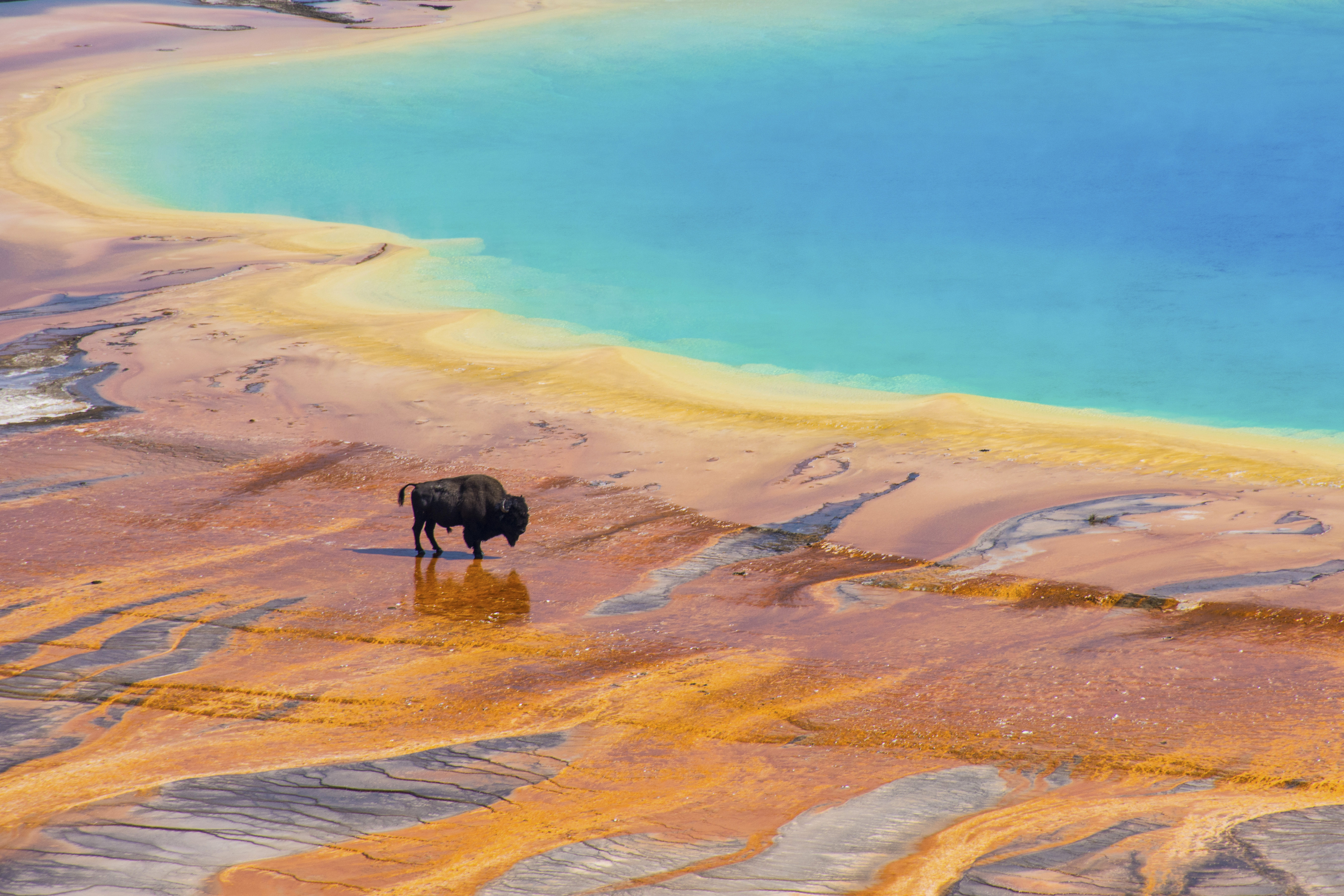 Yellowstone Bison in Natural Hot Spring