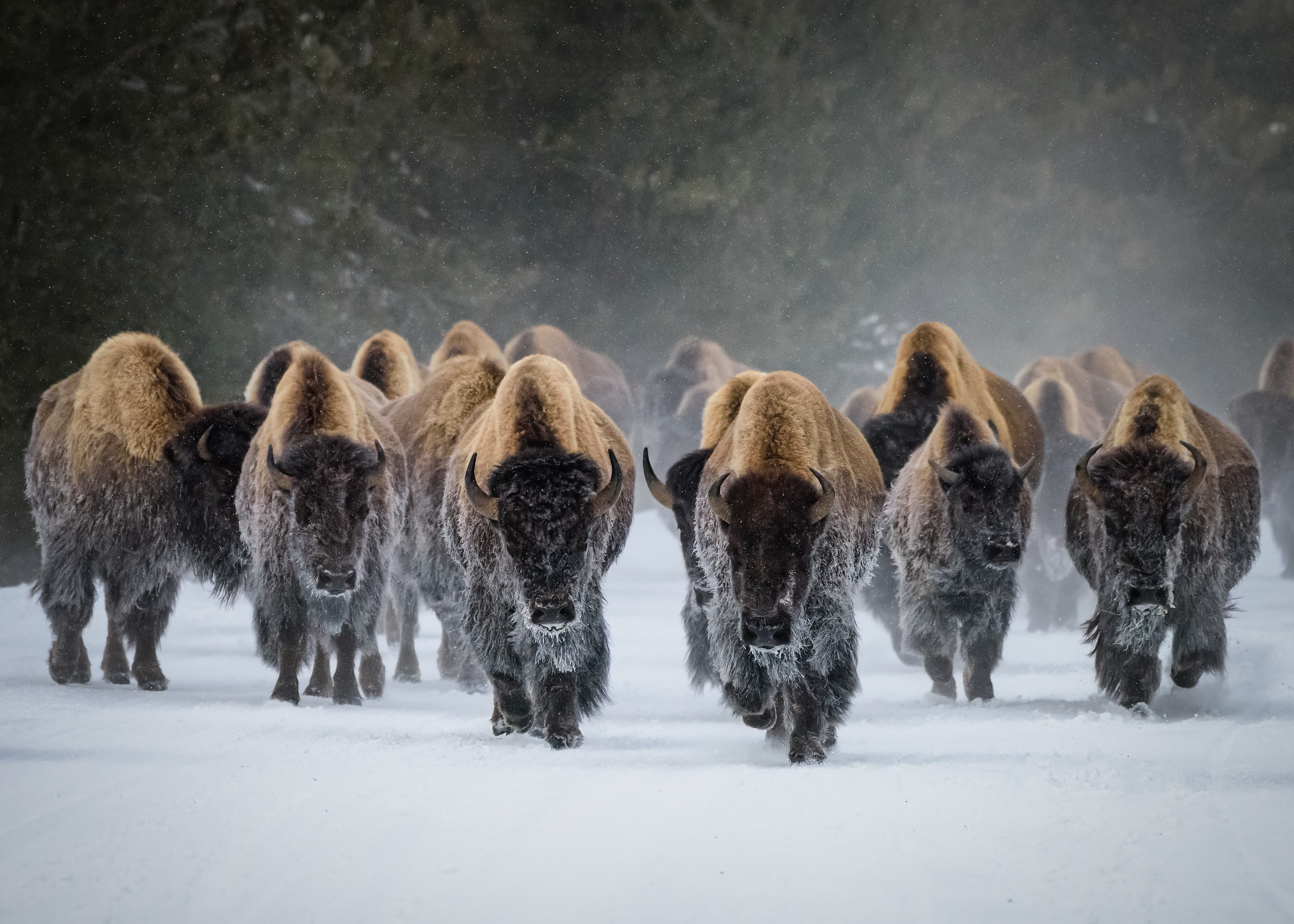 Yellowstone Bison