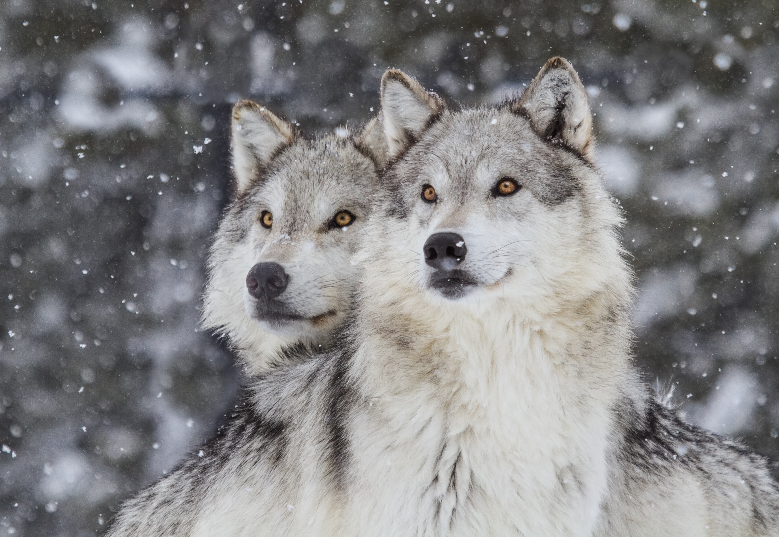 Yellowstone Wolves